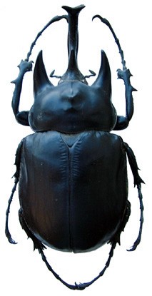 Megasoma actaeon